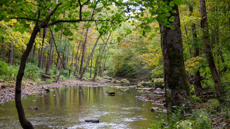 A view of the river flowing through a scenic deciduous forest in John Bryan State Park, Ohio