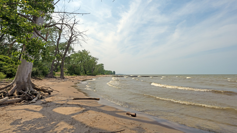 A Lake Erie beach scene with trees, sand, and water against a sky with wispy clouds.