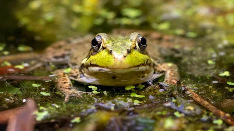 A close up of a frog facing the camera as it sits on some floating branches in the water.