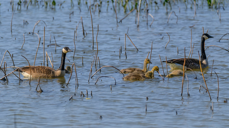 A family of Canada geese swimming in the water at Ottawa National Wildlife Refuge