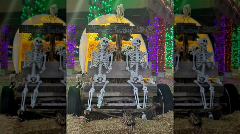 Skeleton decors for the Harvest Festival
