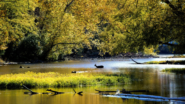 A deer in the water on the Great Miami River during autumn.