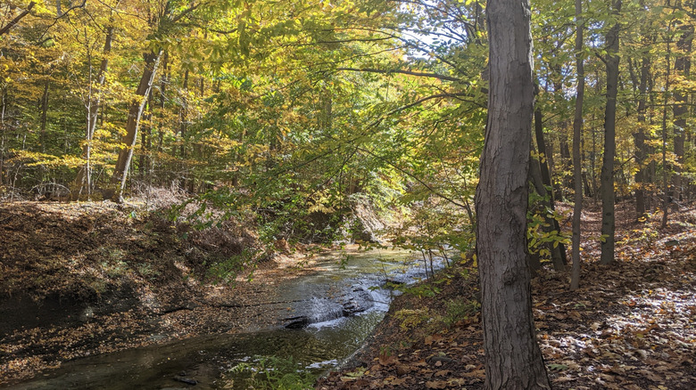 Trees around the Euclid Creek in Euclid Creek Reservation, Euclid, Ohio