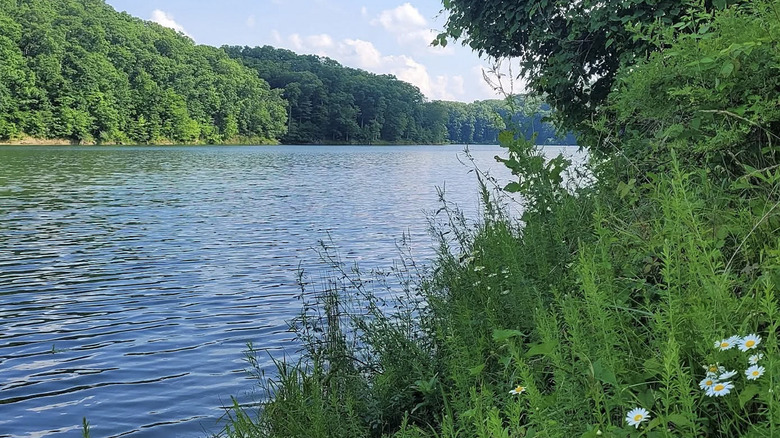 Lake and trees on summer day in Burr Oak State Park.