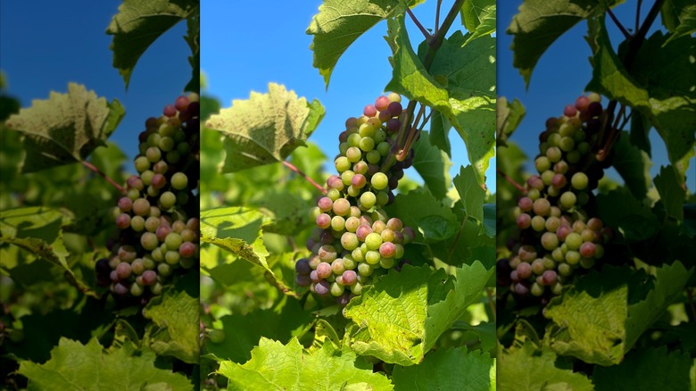green and purple grapes in vineyard in Geneva, Ohio
