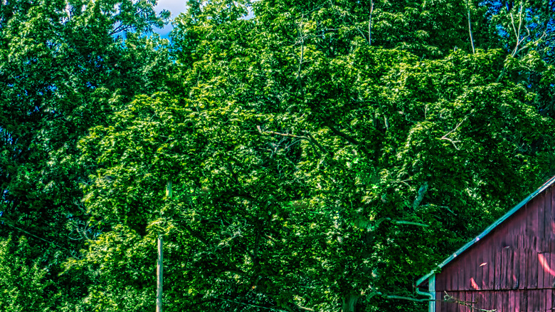 A barn surrounded by grass in Navarre, Ohio
