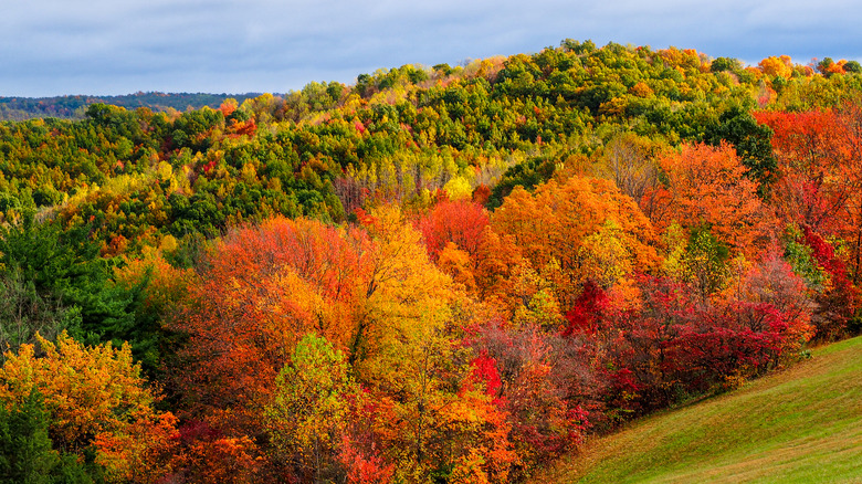Colorful Ohio forest in Hocking Hills in the fall