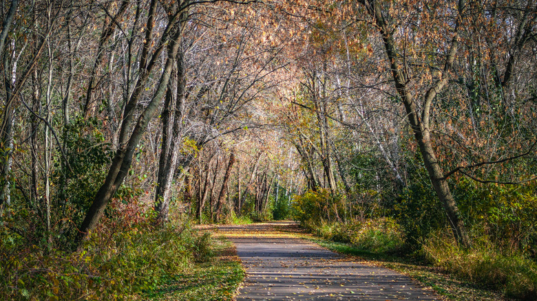 A beautiful storybook-like path leading into the forest