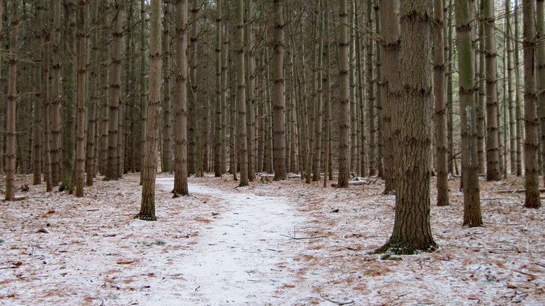A trail through the woods in SIlver Creek Metro Park, covered with a light dusting of snow