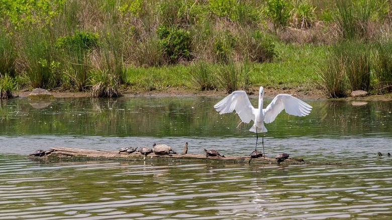A heron landing on a log in Sandy Ridge Reservation
