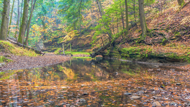 A picturesque creek in an Ohio state park