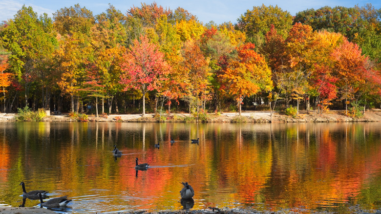 A lake in Ohio with fall foliage