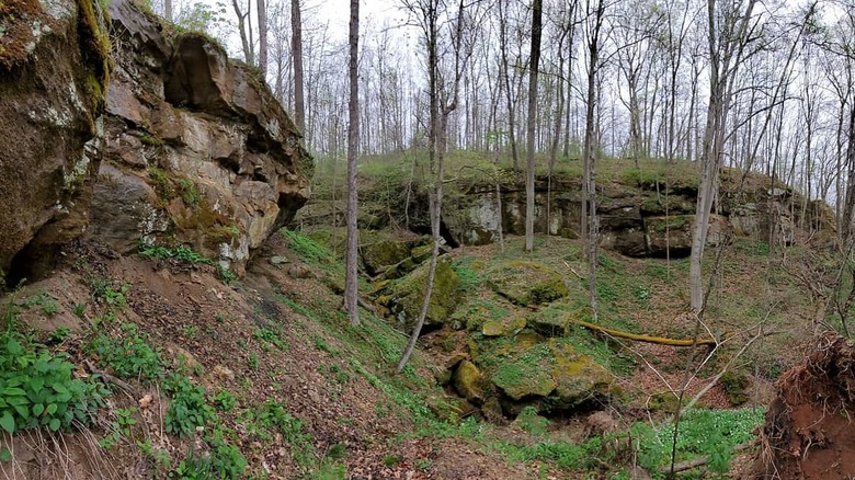 trees growing on a rocky bluff in Gifford Park