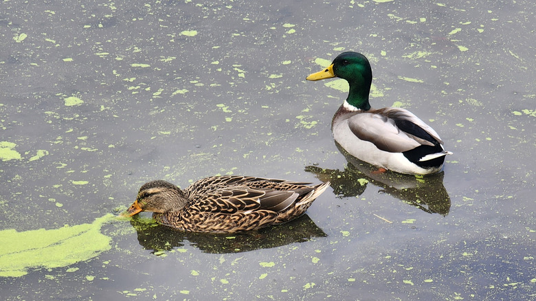 Two ducks on the water at Beartown Lakes Reservation