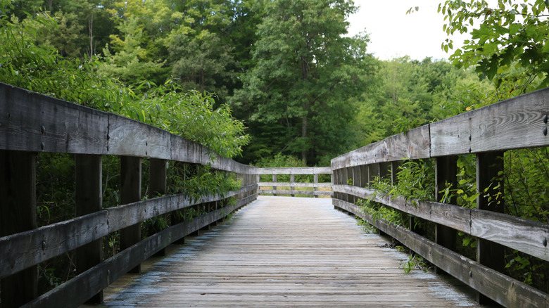 Timber boardwalk through Beartown Lakes Reservation surrounded by green trees and foliage
