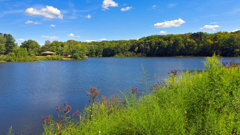 Blue waters of Lower Bear Lake surrounded by trees at Beartown Lakes Reservation