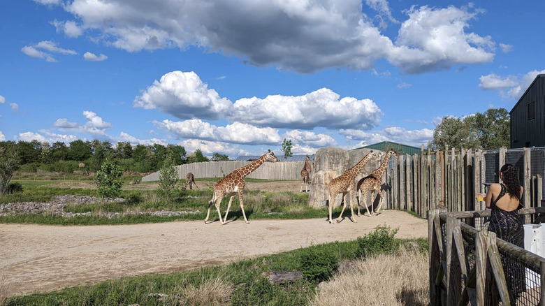 woman looking at giraffes in Columbus Zoo, Ohio