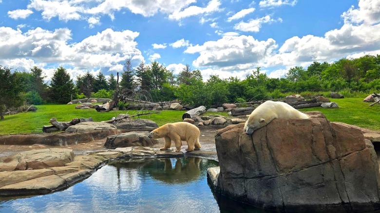 polar bears in Ohio's Columbus Zoo