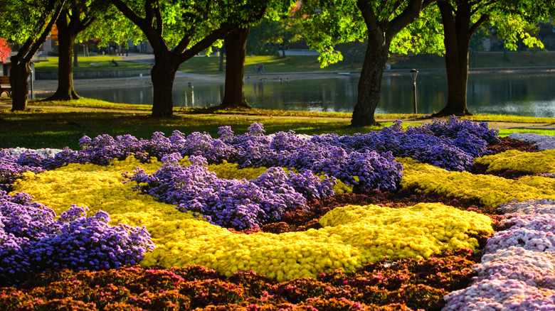 The Mum Festival near Lake Anna in Barberton, Ohio