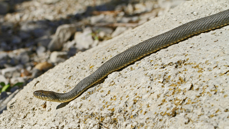 Lake Erie water snake basking in the sunlight