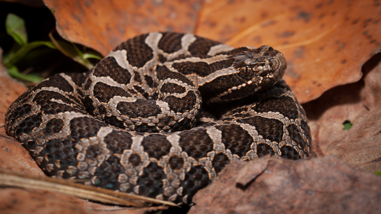 The venomous Eastern massasauga rattlesnake coiled among leaves