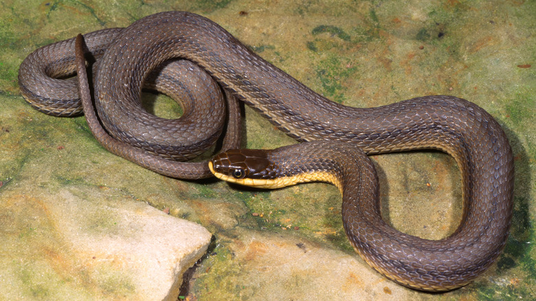 The aquatic queen snake coiled on top of a rock