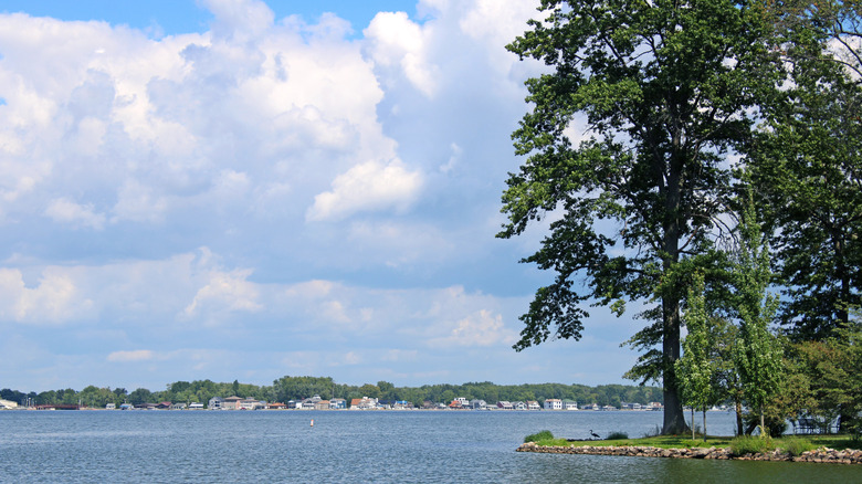 A large tree at Buckeye Lake State Park, with homes in the distance