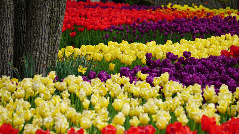 Colorful tulips on display at Cincinnati Zoo & Botanical Garden