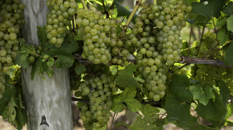White grapes on a vine.