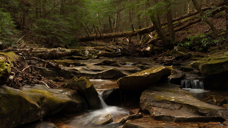 Shawnee State Park forest