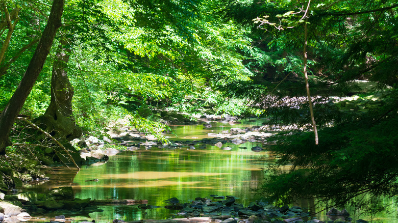 Turkey Creek in Shawnee State Park