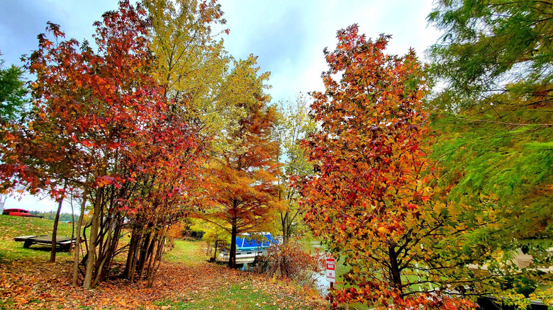 Autumn foliage at Atwood Lake Park, Ohio