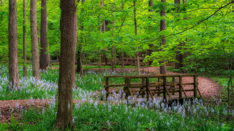 Wildflowers blooming in the forested area of Jeffery Park in Bexley, OH