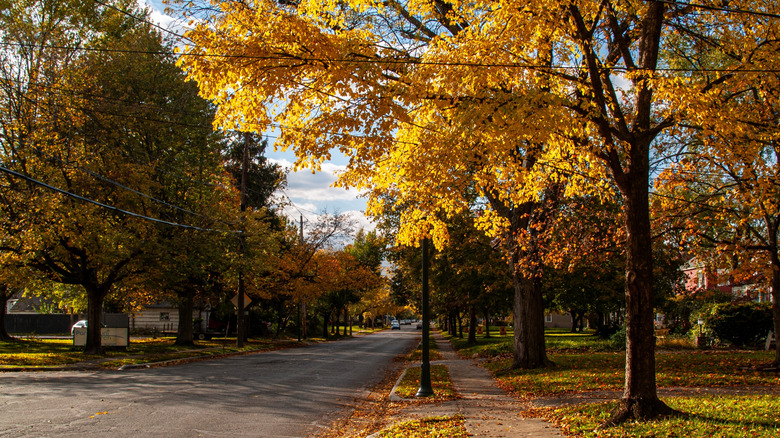 An empty residential street lined with trees on a fall day in Bexley, OH