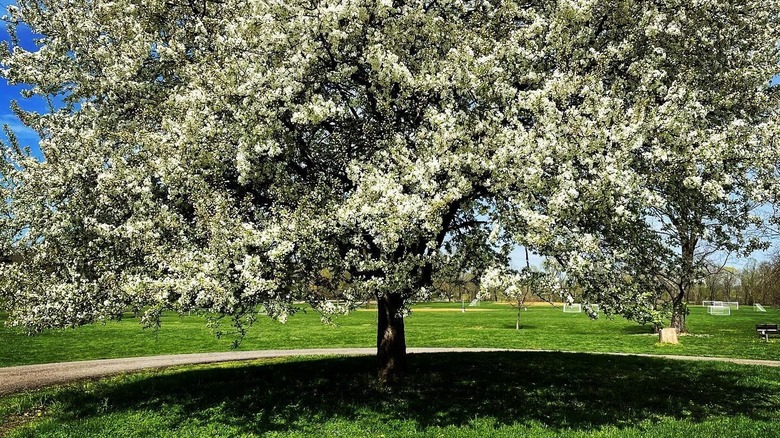 Large tree with white flowers