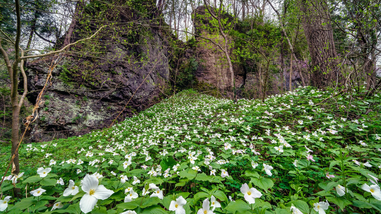 Trilliums on a hillside in Bainbridge