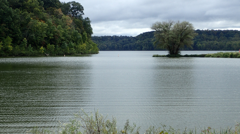 Tree sits into a lake at Dillon State Park, Ohio