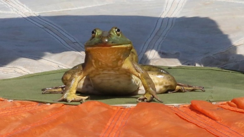 A frog sits and prepares for its leap at the Valley City Frog Jump