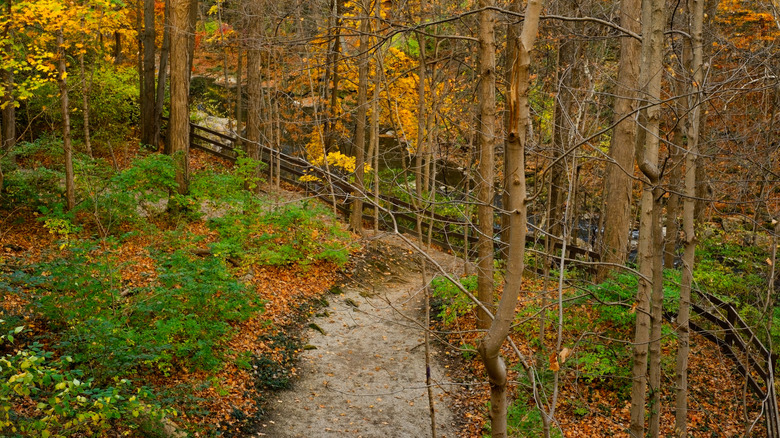 A trail in David Fortier River Park during autumn