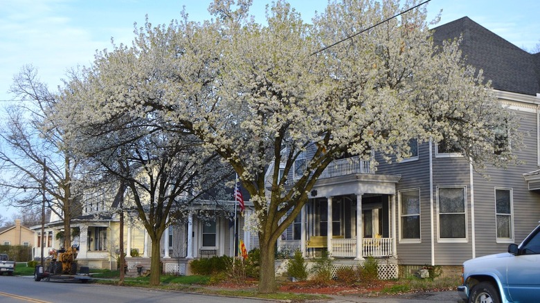 Houses behind trees with white blossoms in Mason, Ohio