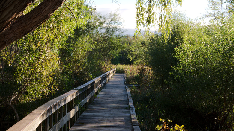 Boardwalk flanked by trees and shrubs at the Mary K. Oxley Nature Center within Mohawk Park in Tulsa, Oklahoma