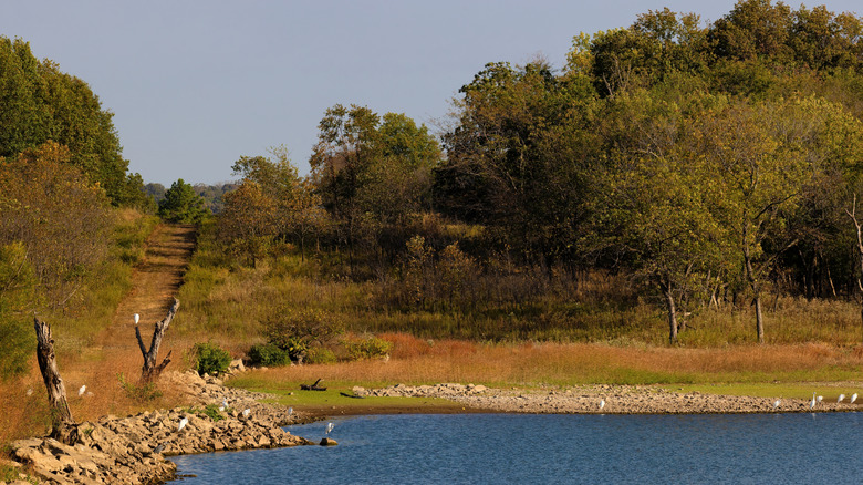 Trees and scrub surrounding Fort Gibson Lake within Sequoyah State Park in Oklahoma