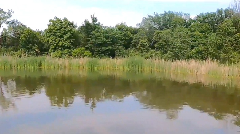 A view of trees and brush on the shore of Sooner Lake in Oklahoma.