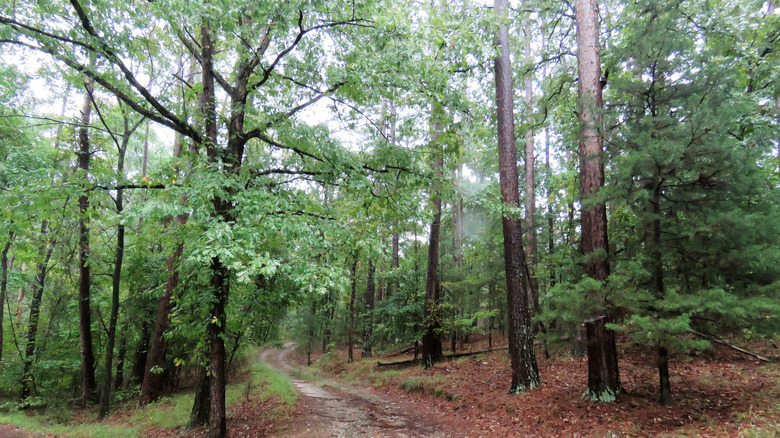 Hiking trail through the forests at Beavers Bend State Park, Oklahoma
