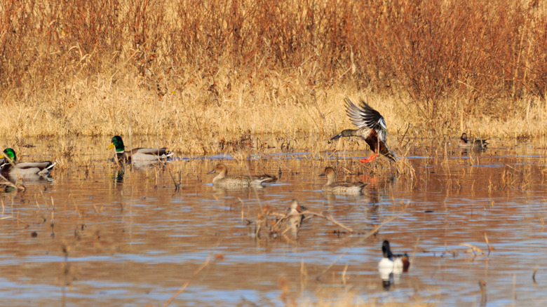 Mallard ducks around in the wetlands of Salt Plains National Wildlife Refuge, Oklahoma