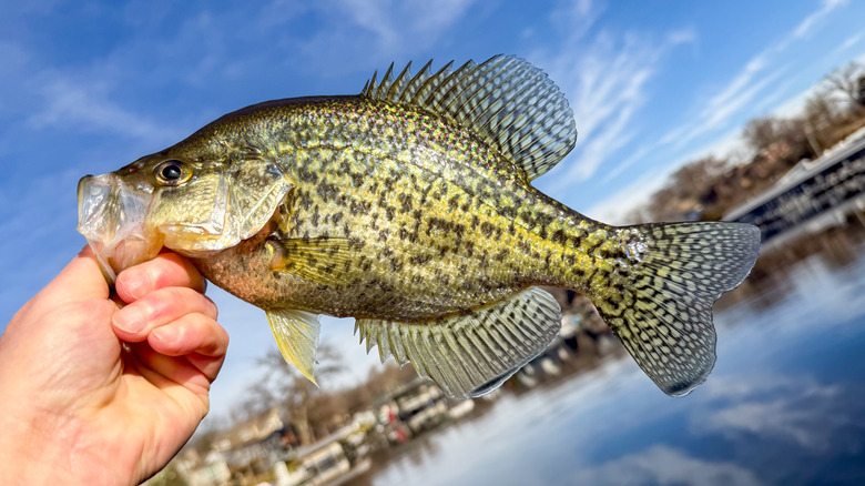 A person holding a crappie fish they caught