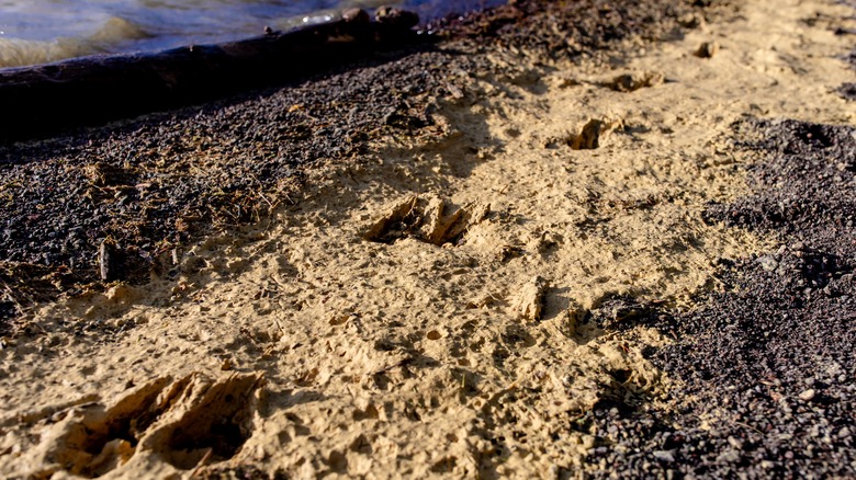 Sediment and muddy debris wash ashore on lake