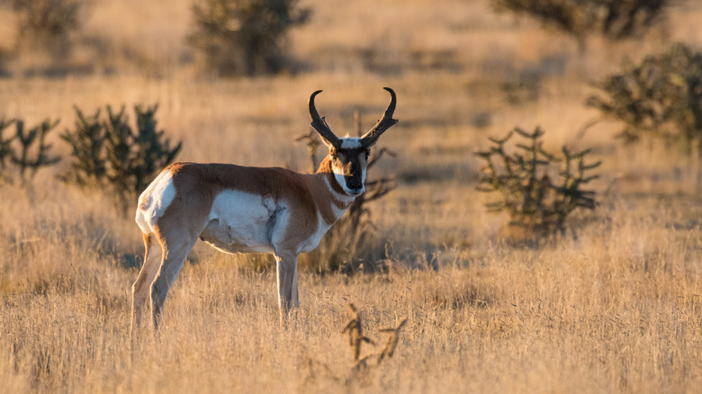 A pronghorn at Black Mesa in the panhandle of Oklahoma