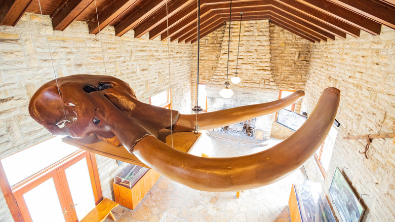 Interior of the Tucker Tower in Oklahoma with a hanging mastodon skull