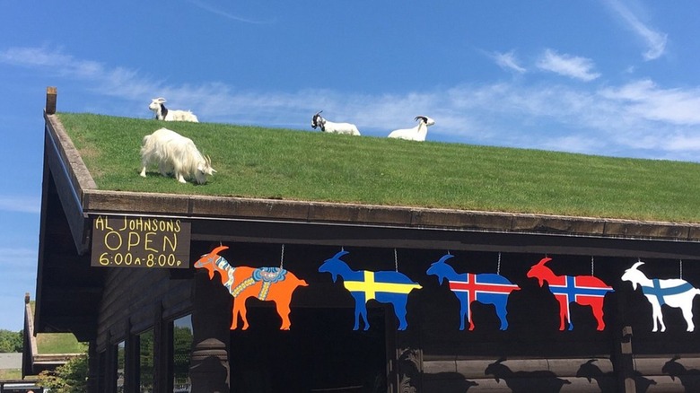 Goats grazing on the grass rooftop at Al Johnson's Swedish Restaurant in Door County, Wisconsin